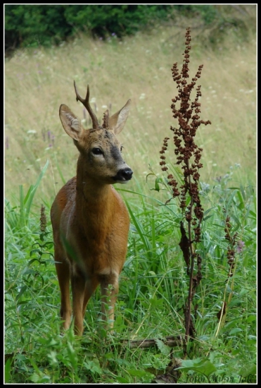 Môj prvý privábený srnček