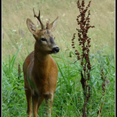 Môj prvý privábený srnček