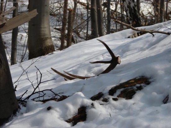 úlovok zo sčítania 2