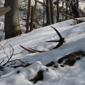 úlovok zo sčítania 2