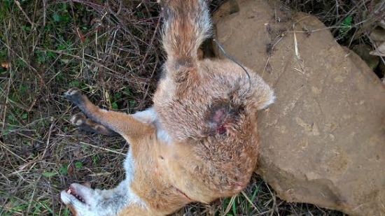 Utrpenie v drôtenej slučke