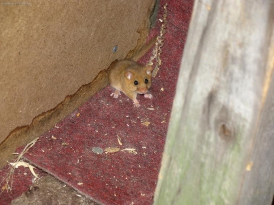 ten čo večer vyrušuje :)