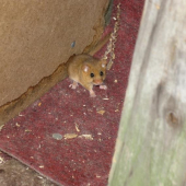 ten čo večer vyrušuje :)