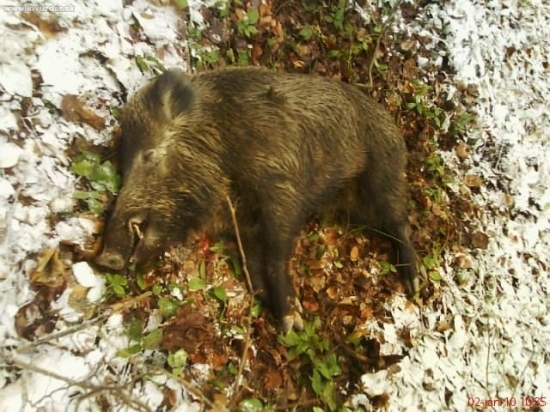 Kanček