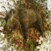 Kanček