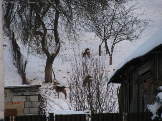 Keď idú až do dvora