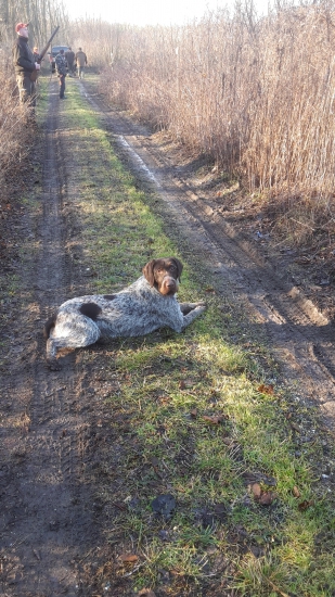 Dara z hájového potoka