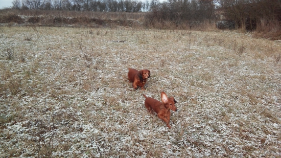 Jazvečíky na prechádzke.