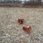 Jazvečíky na prechádzke.