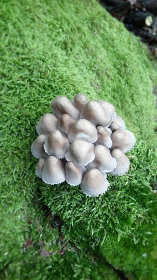 Neidentifikované hríbiky