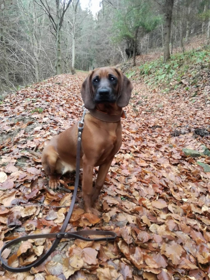 Brita z Nového Fojtova