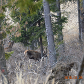 JELENE nieco z archivu
