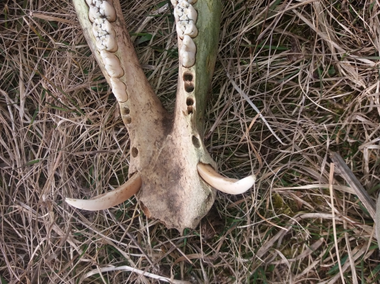 Prechádza za parohamy.