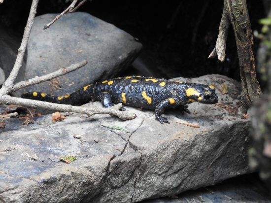 Dnesna prechadzka za parohamy