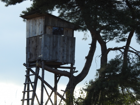 V lesoch Slovenskej Republiky