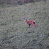Prišla som sa najesť