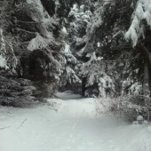 Perimbabka prekvapila