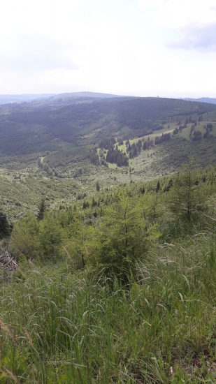 Levočske vrchy