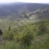 Levočske vrchy