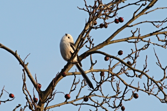 Mlynárka dlhochvostá