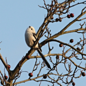 Mlynárka dlhochvostá