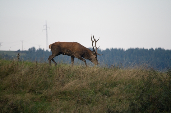 hladajuci ...