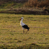 Jar prisla ... bociany su tu (alebo este ani neodleteli) :)