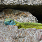 Jaster zapozoval