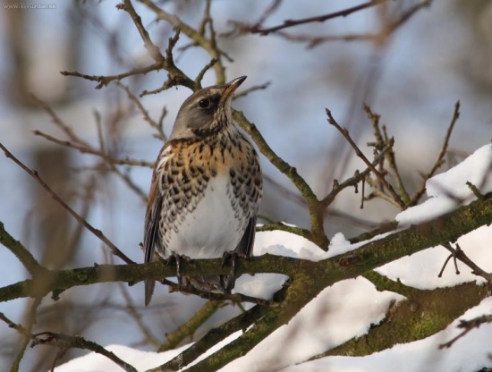 Drozd čvíkotavý (Turdus pilaris)