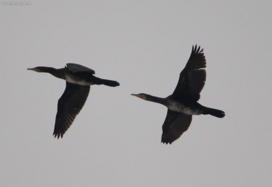 Čierna háveď - Kormorán veľký (Phalacrocorax carbo)