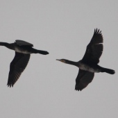 Čierna háveď - Kormorán veľký (Phalacrocorax carbo)