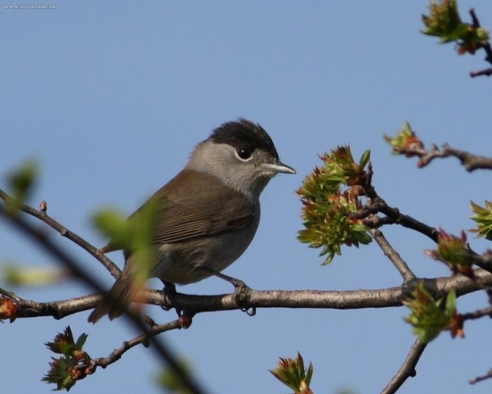 Penica Čiernohlavá