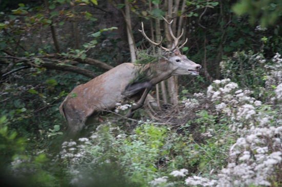 Utek pred hlavnym jeleňom