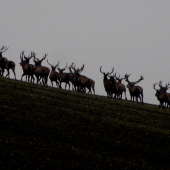 Vyplašení na spoločnej ...