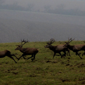 Vyplašení na spoločnej 2