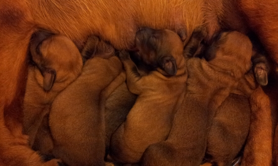 Z Jahodníckych Hájov 2 vrh