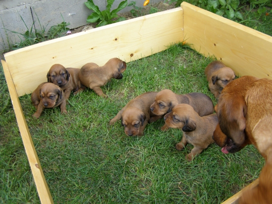 Už nám pekne rastú naše zlatíčka