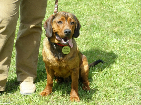 Ajax z Jahodníckych Hájov