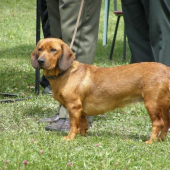 AJD Bona Kostolný Háj