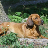 AJD Bona Kostolný háj,aby sme nezabudli ako vyzerá odloženie