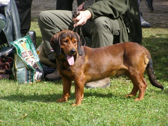 Víťaz medzi psami na klubovke AJD