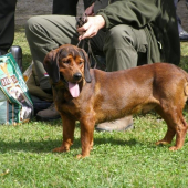 Víťaz medzi psami na klubovke AJD