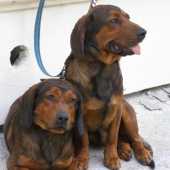 Osamelá dvojica čakajúca na pána