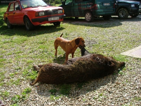 AJD Bona Kostolný Háj pri dohľadanom diviakovi