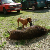 AJD Bona Kostolný Háj pri dohľadanom diviakovi