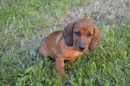 Bystra Hakka z Hakamilu