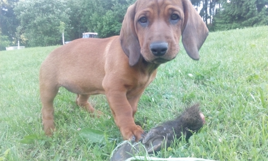 Prvá stopa 11 týždeň