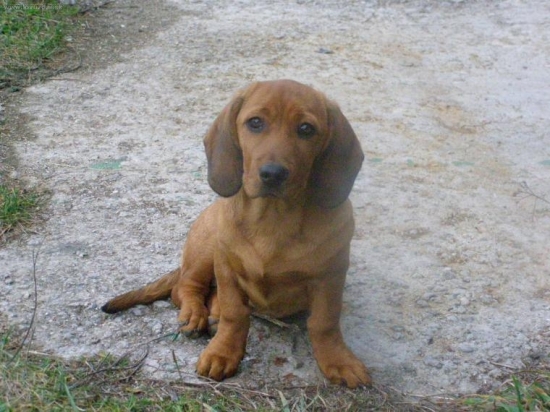 AJD Bona Kostolný Háj v druhom mesiaci