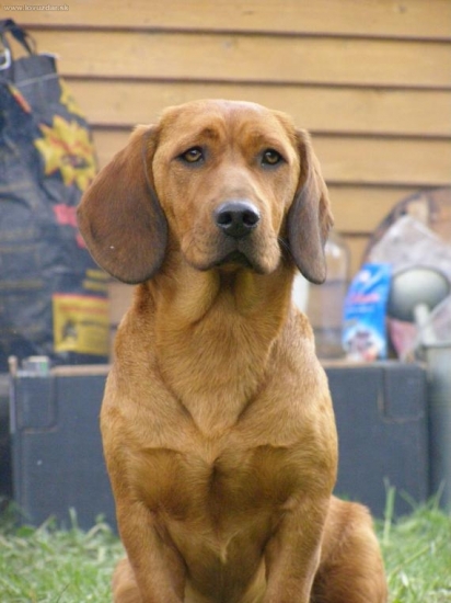 AJD Bona Kostolný Háj v prvok roku