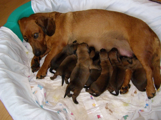 Bona Kostolný Háj a jej potomstvo